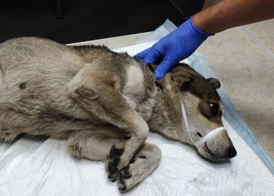 В Днепре пытаются спасти собаку с онкологией, кадры: "Очень боится людей, но сама пришла за помощью"