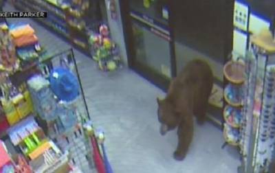 В Калифорнии медведи взялись грабить магазины - Cursorinfo: главные новости Израиля