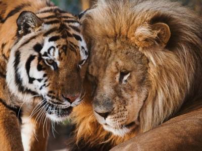 Кошачьи забавы: тигр и лев дурачились в траве