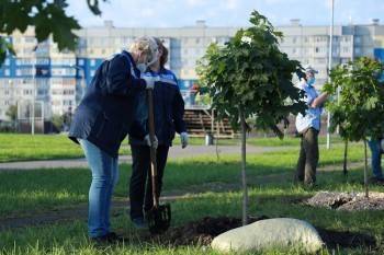 В Череповце в парке «Серпантин» высадили 25 шаровидных кленов