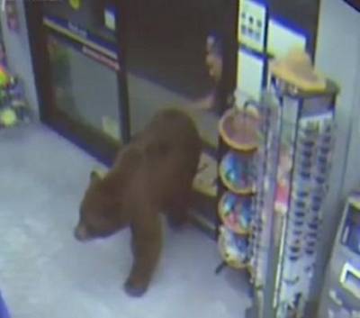 «Пришли подкрепиться»: в США медведи посетили несколько продуктовых магазинов (ВИДЕО)