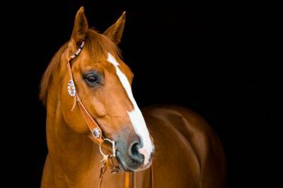 У жительницы Подмосковья украли лошадь стоимостью 200 тысяч рублей
