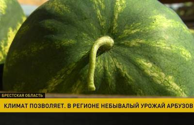 На юге Беларуси идет массовая уборка арбузов