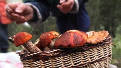 В Подмосковье нашли блуждавшего трое суток по лесу 75-летнего грибника
