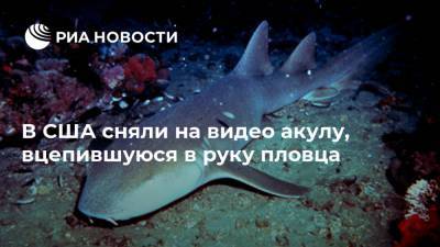 В США сняли на видео акулу, вцепившуюся в руку пловца