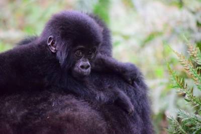 В Уганде зафиксировали беби-бум у горных горилл