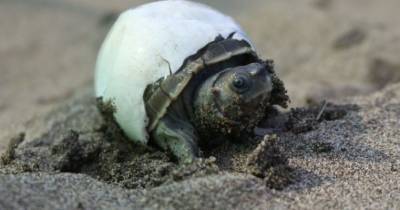 Редкая «улыбающаяся» черепаха «воскресла» всего за 20 лет
