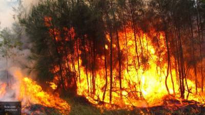 Пожарные локализовали очаг возгорания в ростовском лесничестве