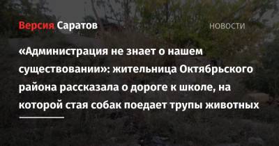 «Администрация не знает о нашем существовании»: жительница Октябрьского района рассказала о дороге к школе, на которой стая собак поедает трупы животных