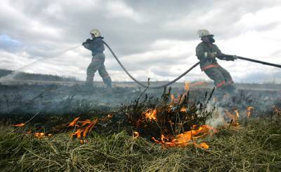 Площадь лесных пожаров в Ростовской области продолжает расти