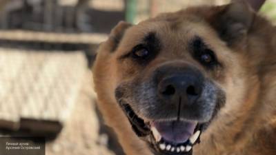 Жители Алтая пожаловались на поедавшую бездомных собак женщину