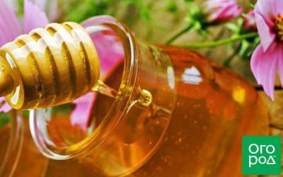 7 заготовок с медом на зиму – и вкусно, и полезно