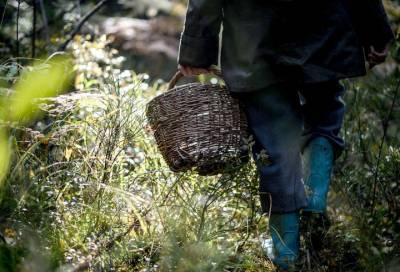 В лесу под Всеволожском погиб 55-летний грибник