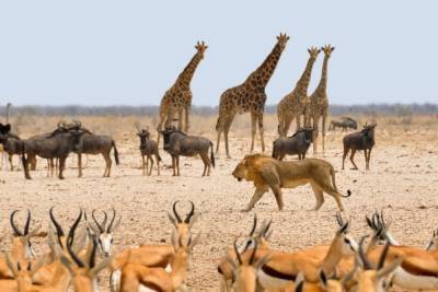 Намибия возобновила прием иностранных туристов
