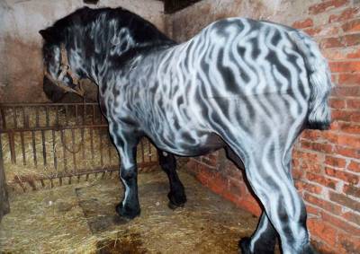 В Чехии вандал раскрасил коня под зебру