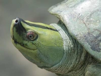 Ученые «воскресили» «улыбающуюся» черепаху: судьба вида под вопросом