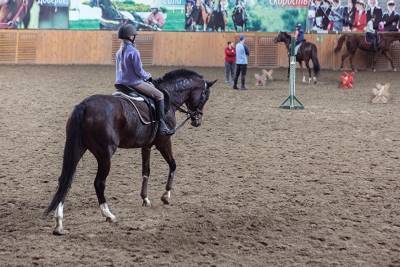 В Челябинской области появится своя порода лошадей, заявил Текслер
