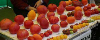 На новосибирской ярмарке показали фиолетовые помидоры и черные перцы