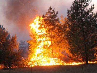 В результате климатических изменений последствия лесных пожаров могут быть катастрофическими - эколог
