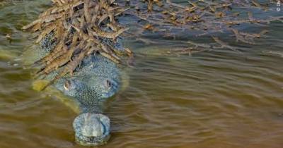 Фотограф сделал редкий снимок крокодила
