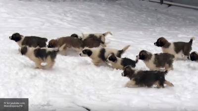 Гигантская овчарка может попасть в книгу рекордов за рождение 17 щенят