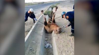 Жители Казахстана спасли верблюда от гибели.