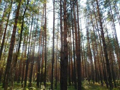 В Башкирии в лесу нашли останки человека