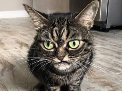 Украинка завела себе необычного «сердитого» кота: его уже называют заменой grumpy cat