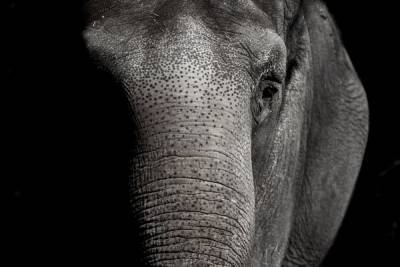 В Пакистане суд постановил выпустить на волю слона из зоопарка