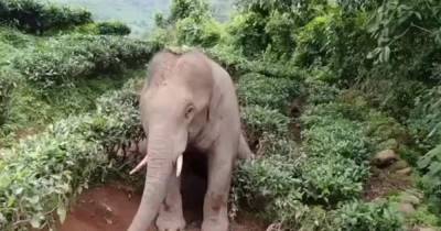 В Пакистане слона выпустят из зоопарка по решению суда