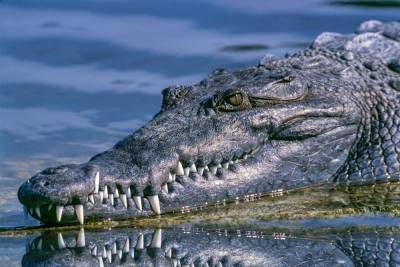 Крокодила весом более 200 кг выловили в Миссисипи
