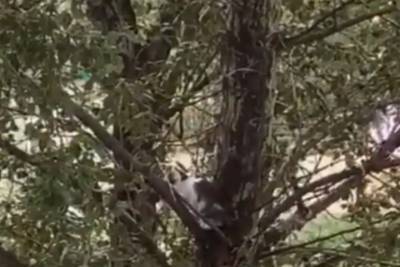В Улан-Удэ ищут супермена, который снимет котенка с высокого дерева