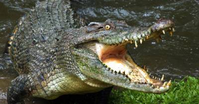 Крокодила весом в два центнера поймали в Миссисипи