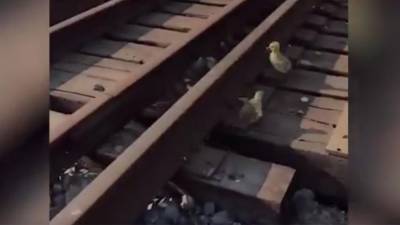 Мужчина помог гусятам перейти через железную дорогу и опубликовал видео