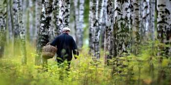 В Вологодской области продолжаются поиски трех грибников