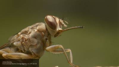 Ученые могут использовать глаз мухи для создания летающих роботов