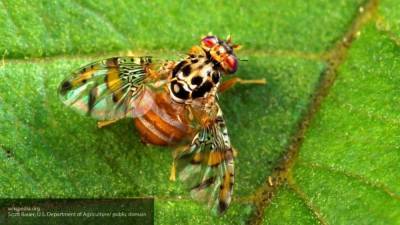 Ученые в США изучили способность мух контролировать полет зрением