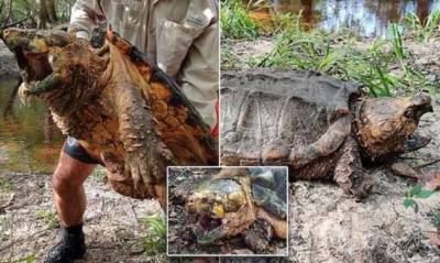 Во Флориде поймали черепаху-монстра (6 фото)