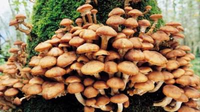 Наука и приметы: чем опасен невиданный урожай грибов в 2020 году