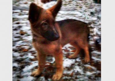 Россия подарит французской полиции щенка в память об убитой террористами собаке