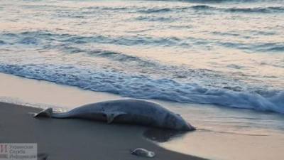 В пригороде Одессы на берег выбросило дельфина