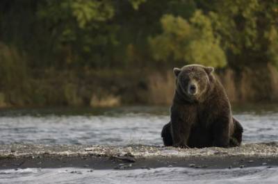 В лесах Латвии насчитали до 70 медведей
