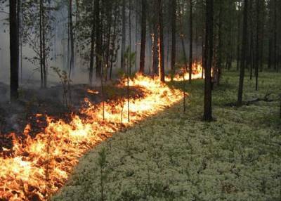 Крупный лесной пожар в Ростовской области ликвидирован