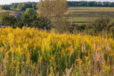 В Тульской области наступил пик цветения аллергена