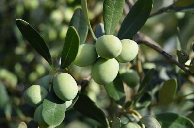 Оливковым плантациям в Испании, Италии и Греции угрожает бактерия