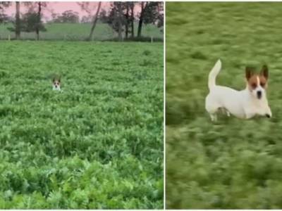 Собака подражала кенгуру: прыжки пса по цветочному лугу рассмешили Сеть