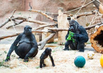 Пражский зоопарк объявил бесплатный вход для школьников и студентов