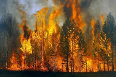 Спасатели ликвидировали масштабный лесной пожар в Харьковской области