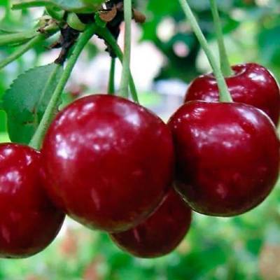 Сорта вишни: для Урала, Подмосковья, самоплодные, низкорослые