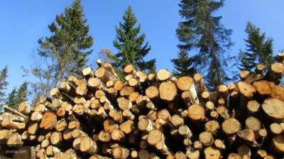 Елена Иванова призвала ответственно относиться к вырубке лесов в Визиндоре